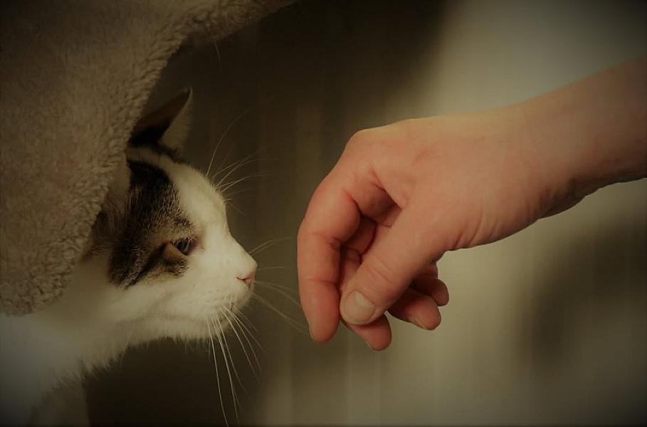 Kattenpraat