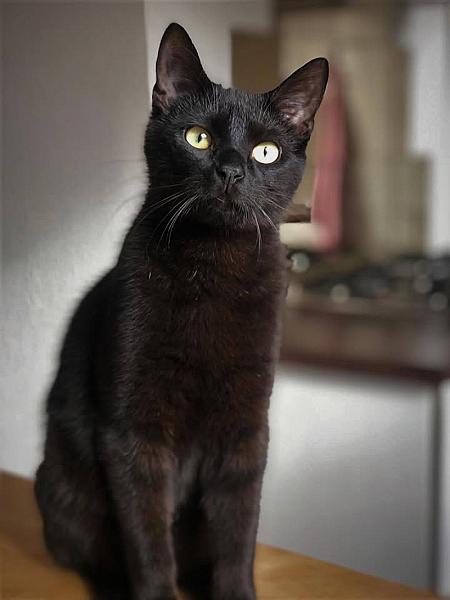 Kattenpraat