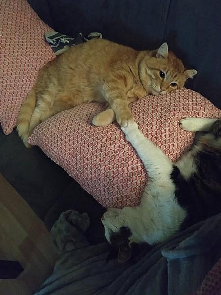 Kattenpraat