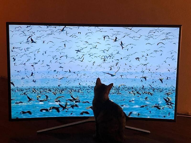 Kattenpraat