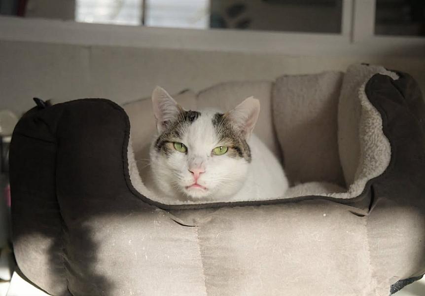 Kattenpraat