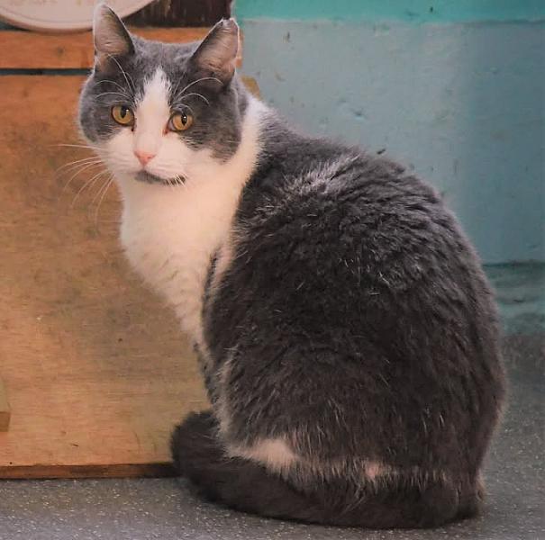 Kattenpraat