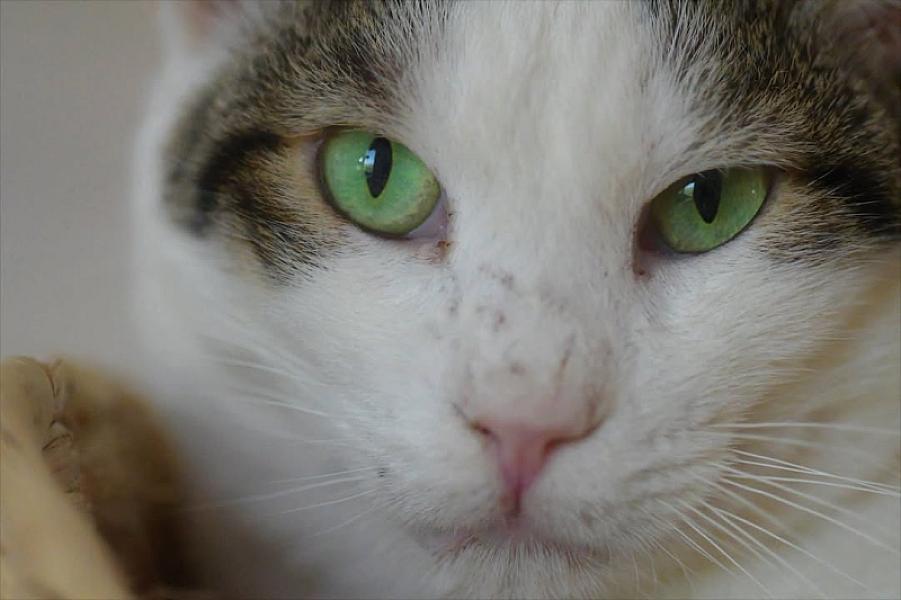 Kattenpraat
