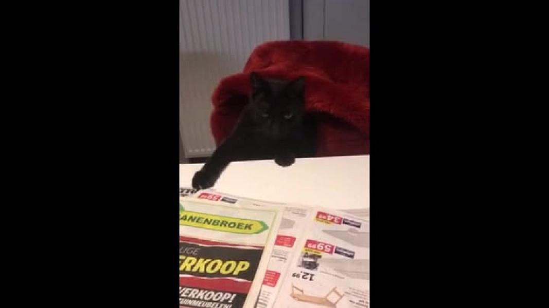 Kattenpraat