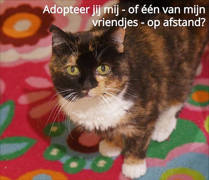 Kattenpraat