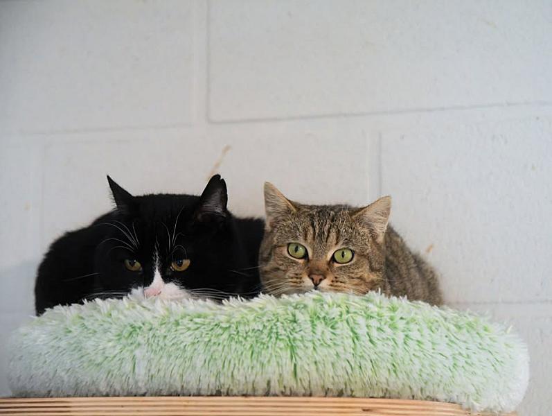Kattenpraat