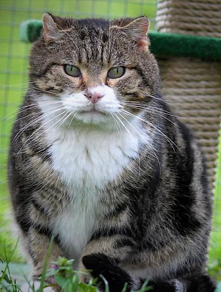 Kattenpraat