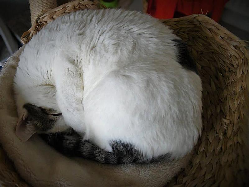 Kattenpraat