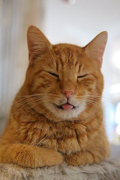 Kattenpraat
