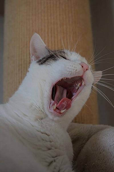 Kattenpraat
