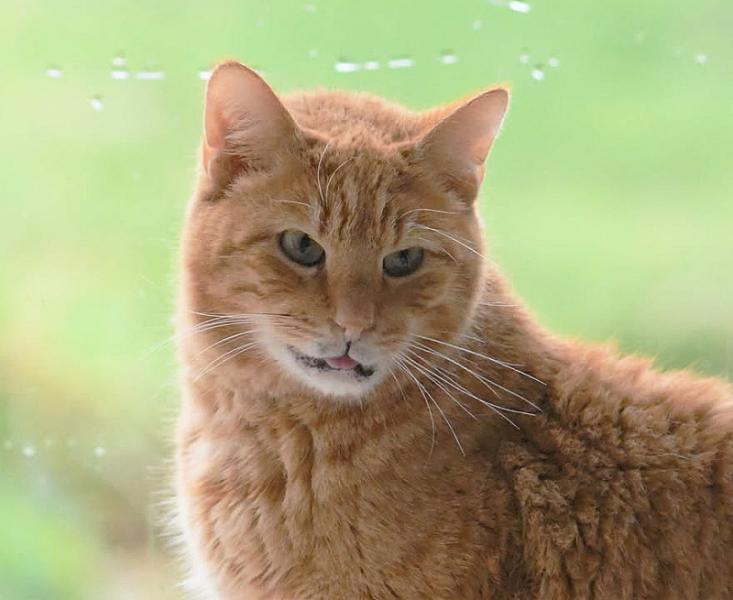 Kattenpraat