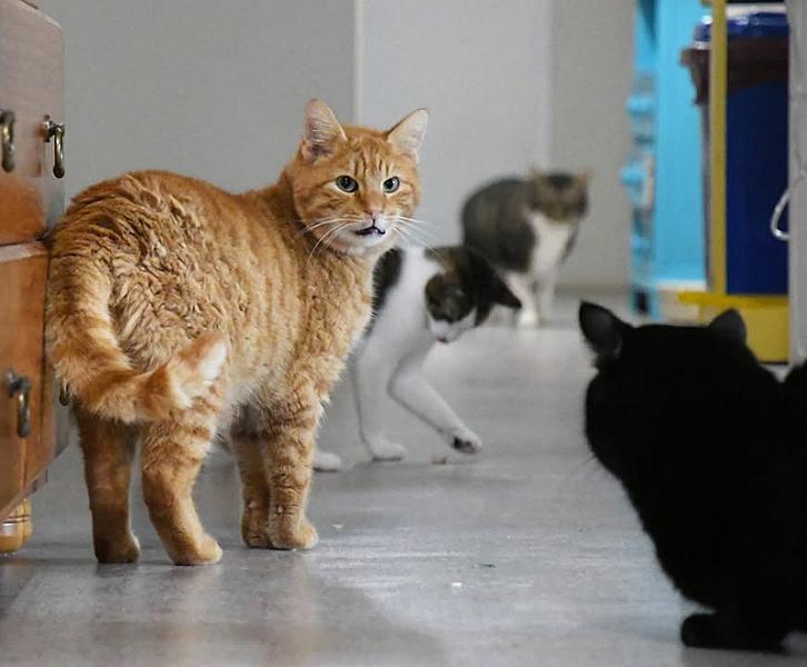 Kattenpraat