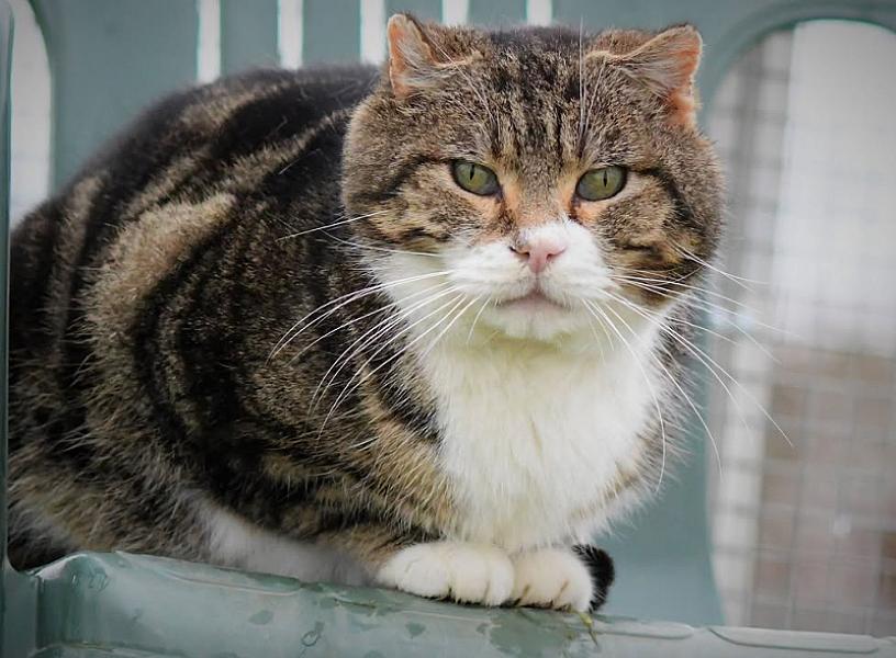 Kattenpraat
