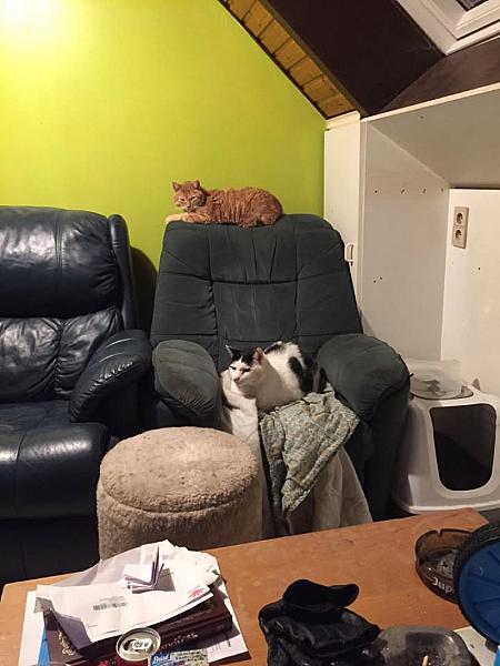Kattenpraat