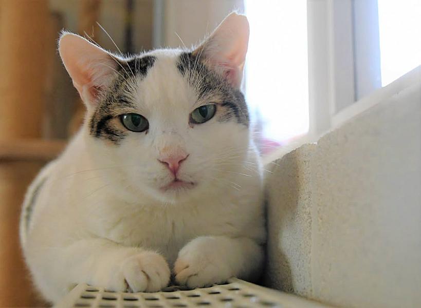 Kattenpraat
