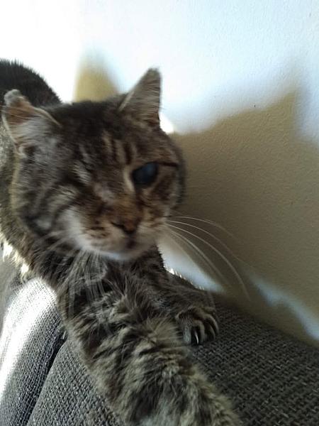 Kattenpraat