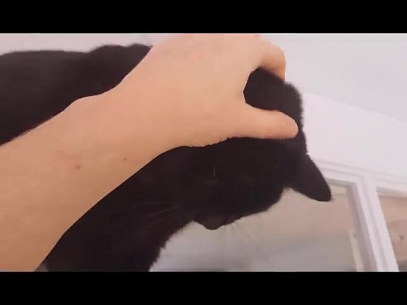 Kattenpraat