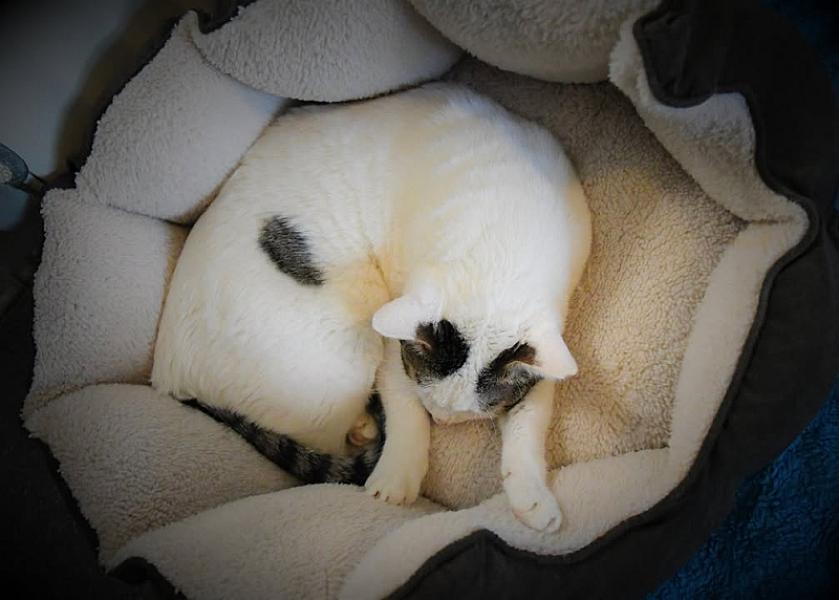 Kattenpraat