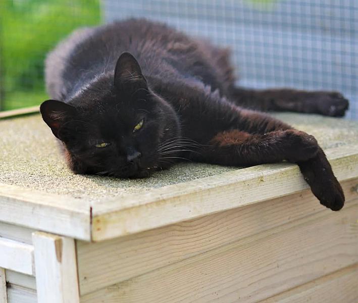 Kattenpraat