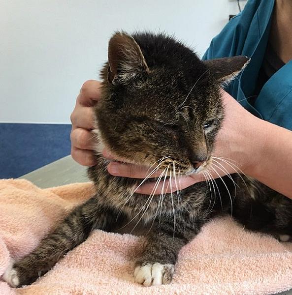 Kattenpraat