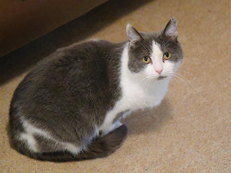 Kattenpraat
