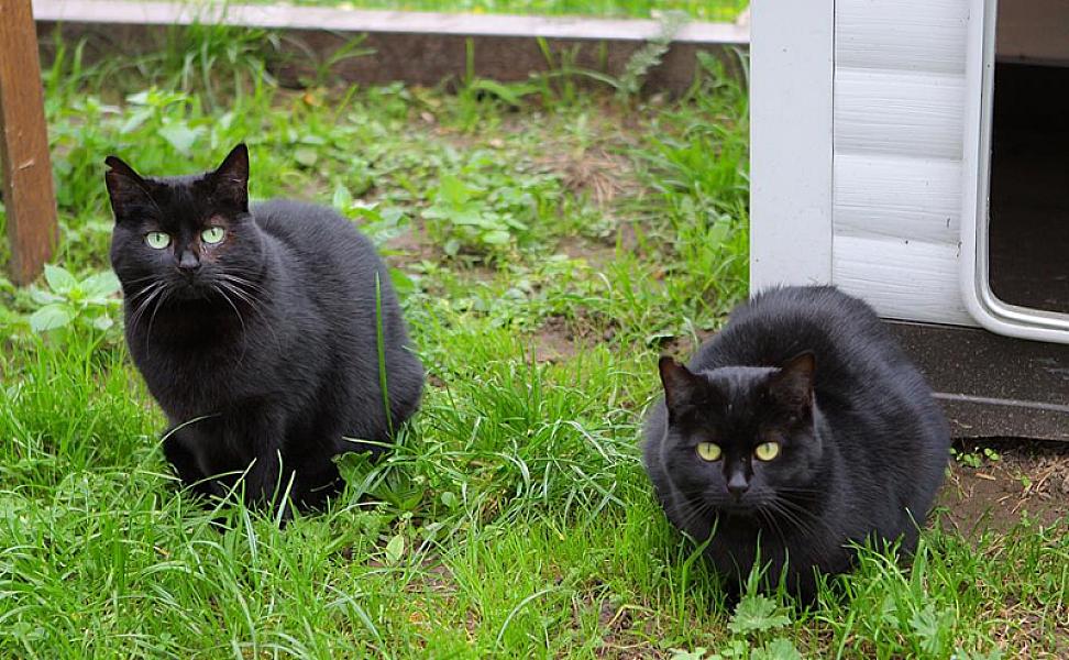 Kattenpraat