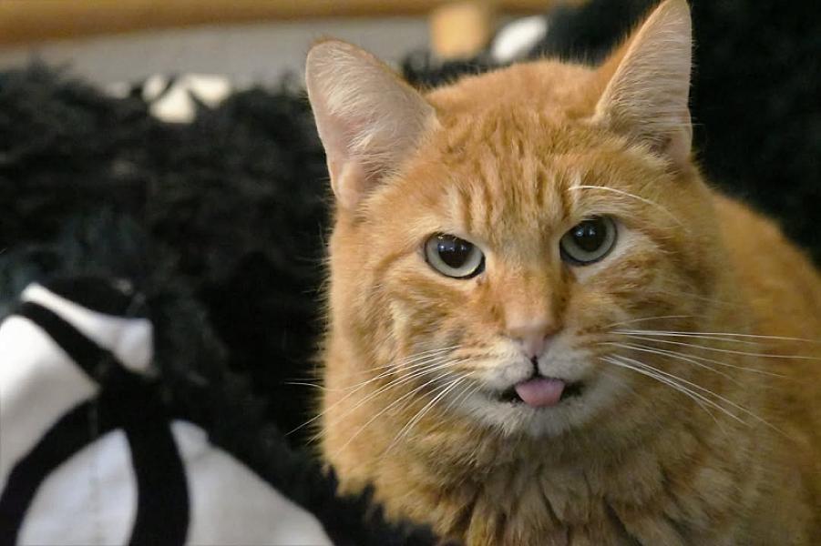 Kattenpraat