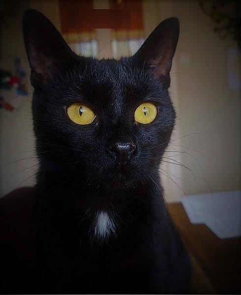 Kattenpraat