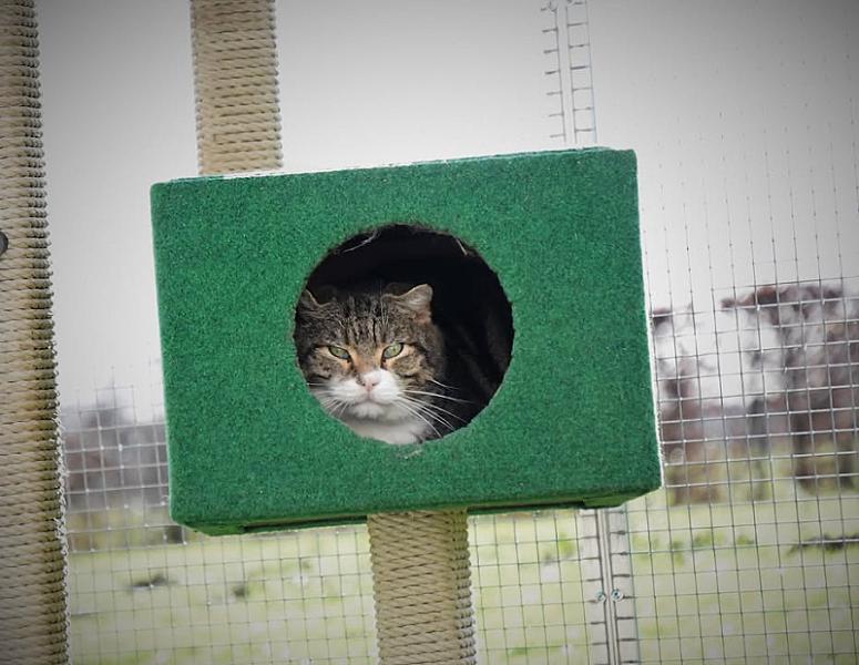 Kattenpraat
