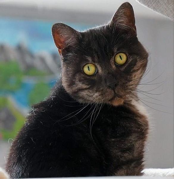 Kattenpraat
