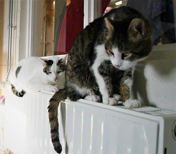Kattenpraat