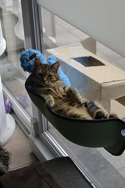 Kattenpraat