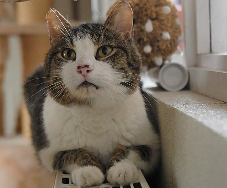 Kattenpraat