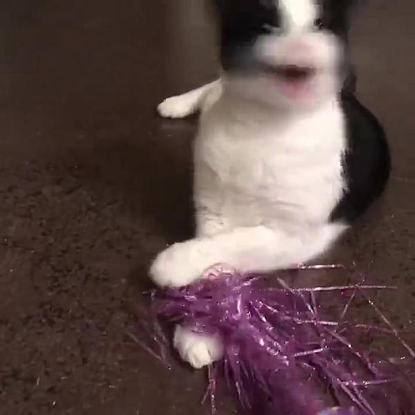 Kattenpraat