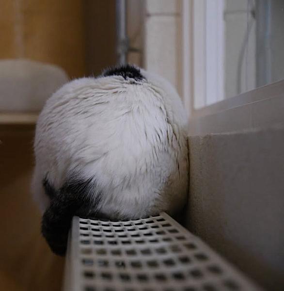 Kattenpraat
