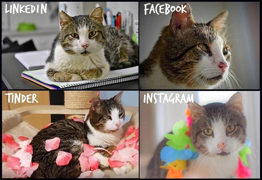 Kattenpraat