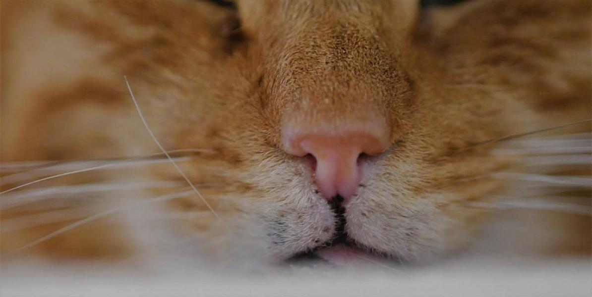 Kattenpraat