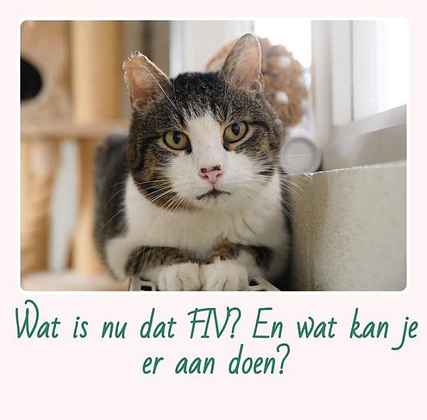 Kattenpraat