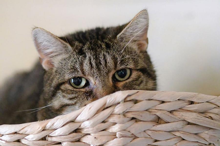 Kattenpraat