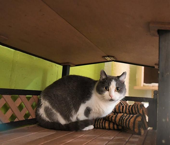 Kattenpraat