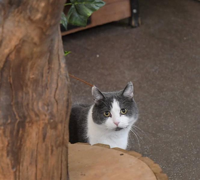 Kattenpraat