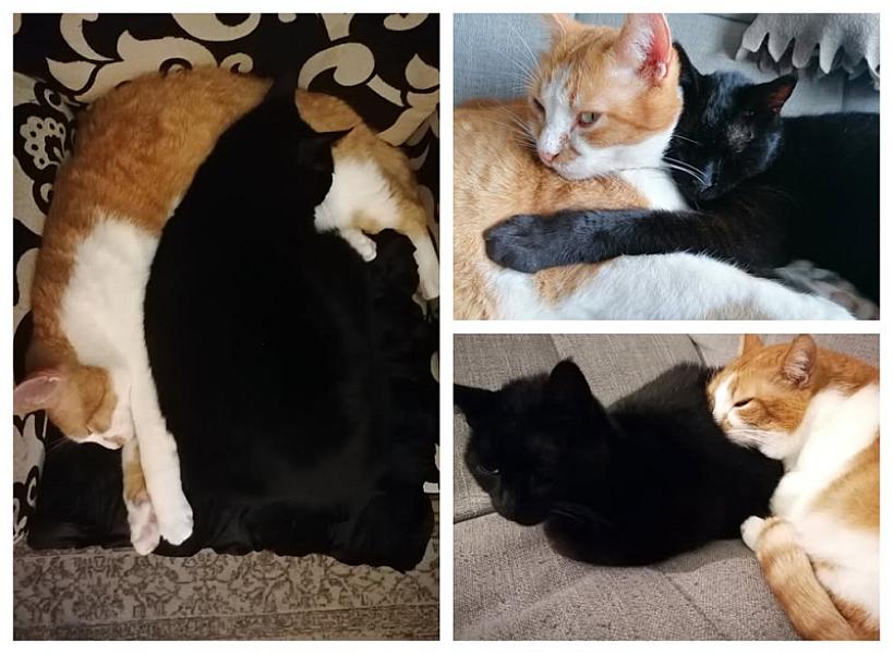 Kattenpraat