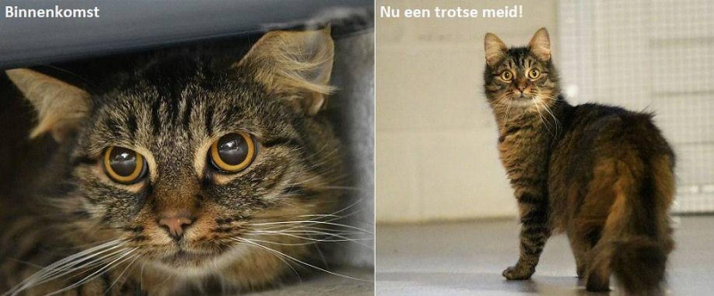 Kattenpraat