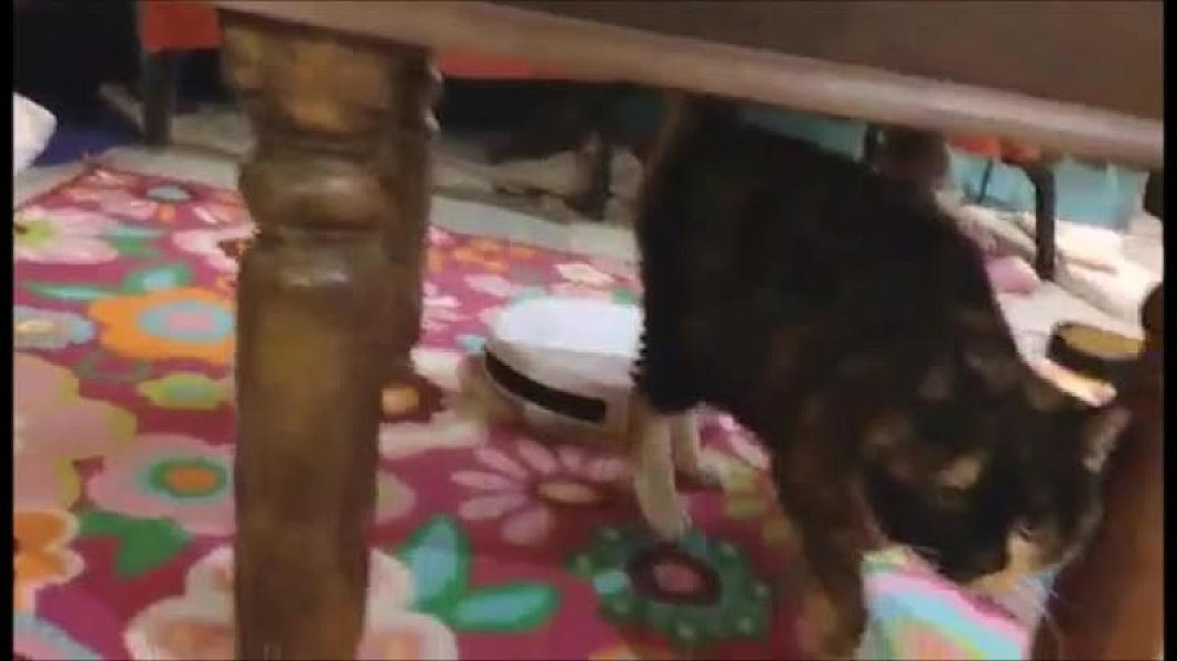 Kattenpraat