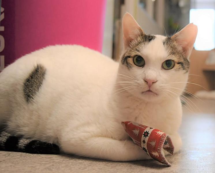 Kattenpraat