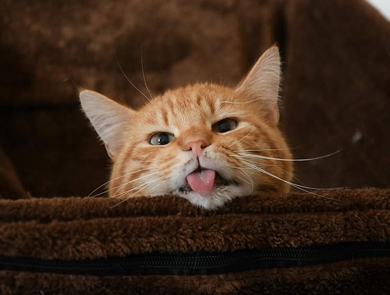 Kattenpraat