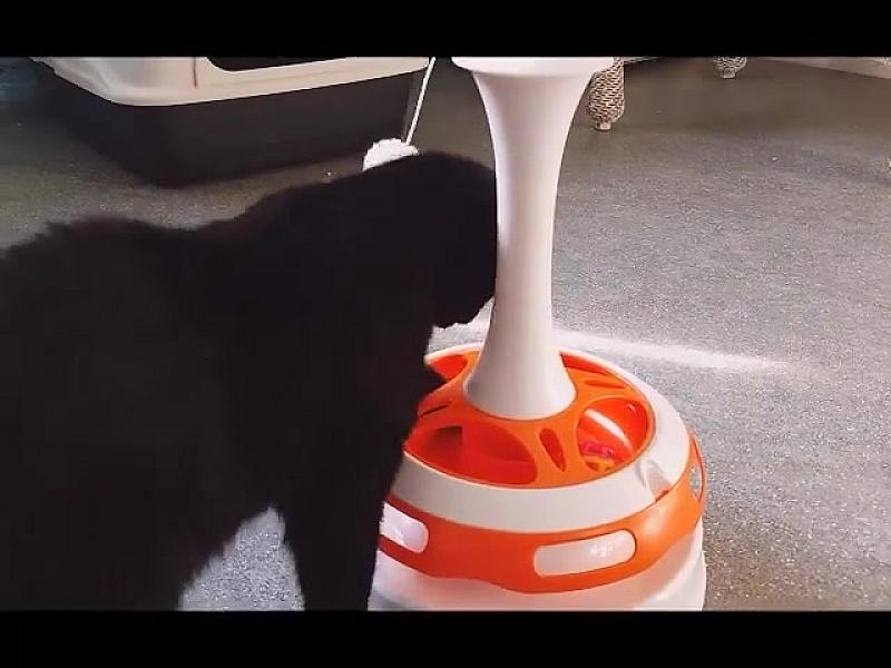 Kattenpraat
