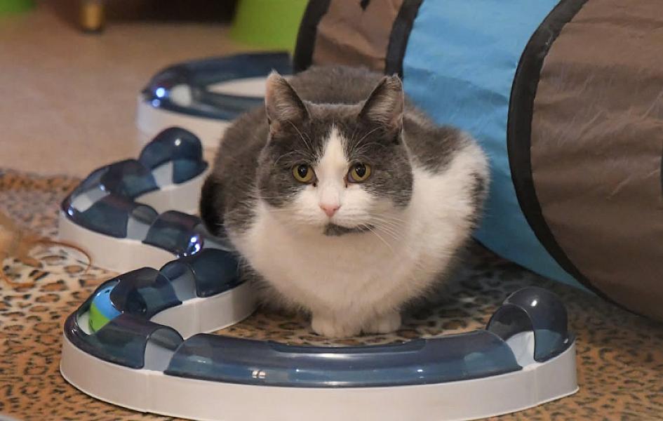 Kattenpraat
