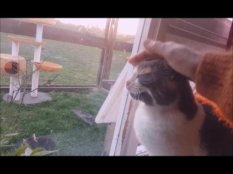 Kattenpraat
