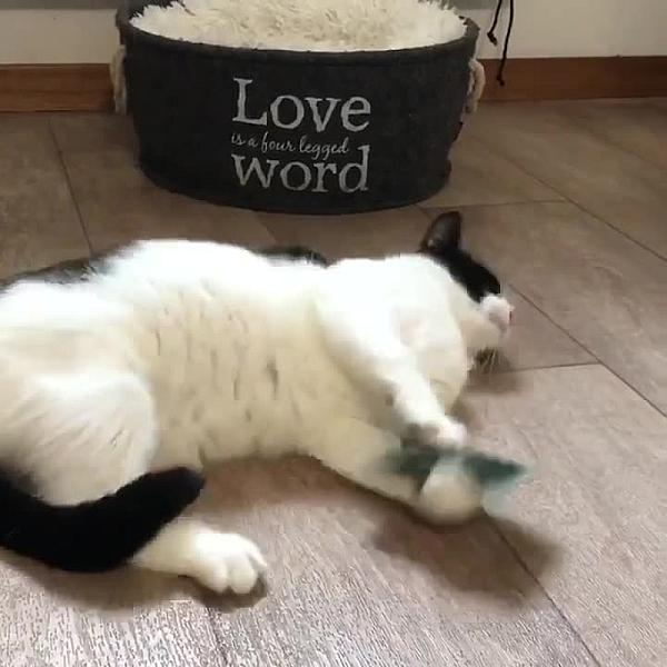 Kattenpraat